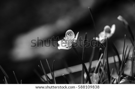 Buttercups in forest in black white
