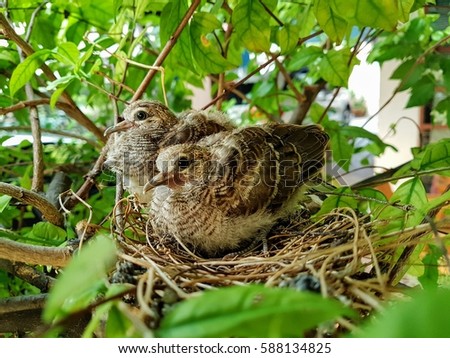 Twin baby birds in bird's nest on tree Royalty-Free Stock Photo #588134825
