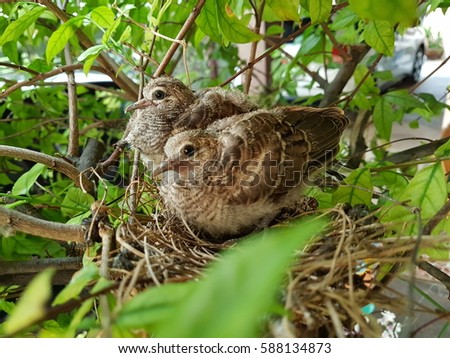 Twin baby birds in bird's nest on tree Royalty-Free Stock Photo #588134873