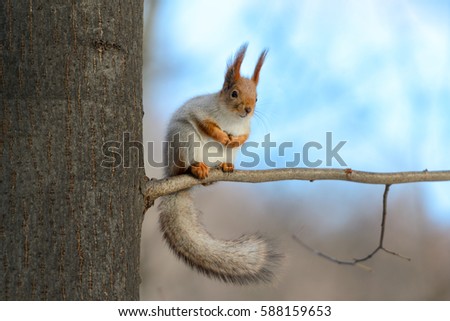 Animals in wildlife. Amazing picture of beautiful sunny squirrel with big fluffy tail. Red squirrel sitting on high tree in sunny winter forest with blue sky background. Close up animal perspective.
