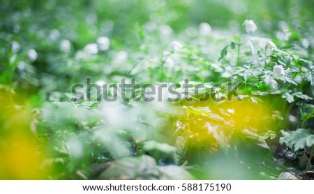 greenery spring flowers background, blooming forest glade, spring grass and riotous blossoming,  defocused blur, abstract bokeh