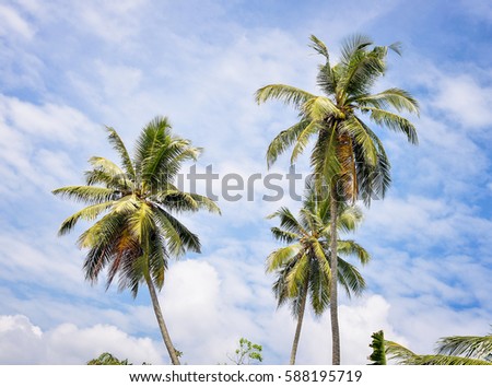 Three palm trees against the blue sky
