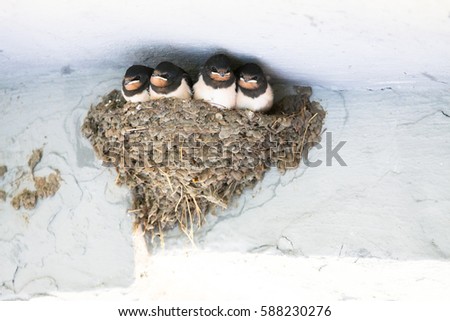Young Barn Swallow awaits feeding from parents in nest Royalty-Free Stock Photo #588230276