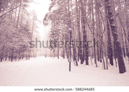 Photo of winter snow forest on sepia filter