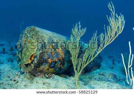 Construction debris encrusted with coral after many years of sitting on the reef, picture taken in Broward County Florida
