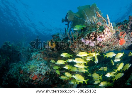 Coral Ledge with school of French Grunts underneath, picture taken in Broward County Florida