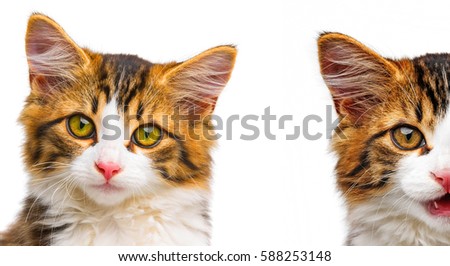 cute little long haired maine cats