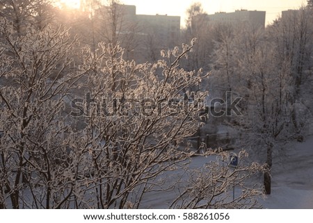 Winter in the city, snow-covered trees,  winter morning sunrise