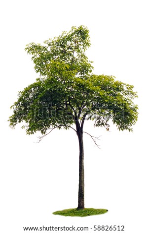 Tree angsana ANGSANA English