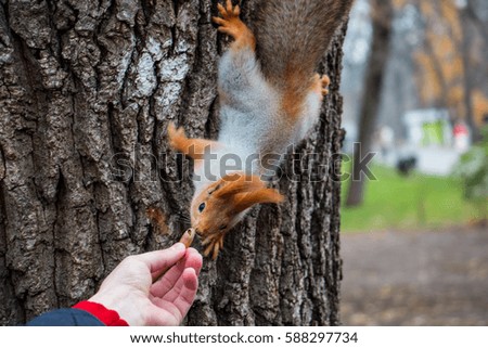 Squirrel acorn fed on a tree.