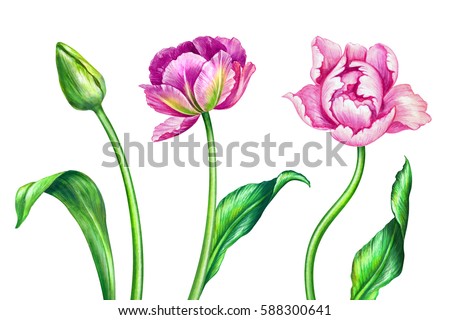 watercolor illustration, botanical art, fresh spring tulips, floral design elements, beautiful wild pink flowers, festive greeting card, 8 March, Easter, Mother's day, clip art isolated on white
