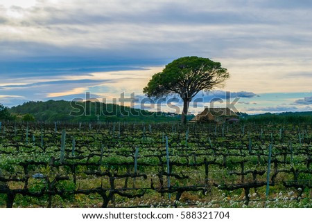 Field of grape vines early spring in Spain, lonely tree with old house, wine grape area. Vineyard in sunset