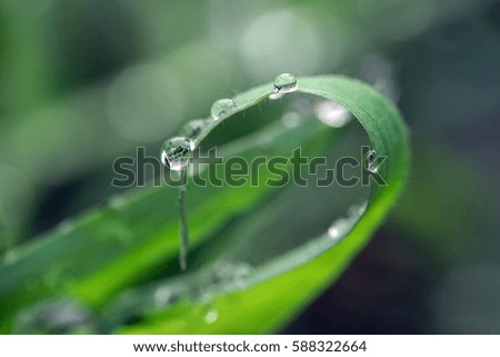 Green leaf and grass with water drops for background. Close up of a water drops on leaves.