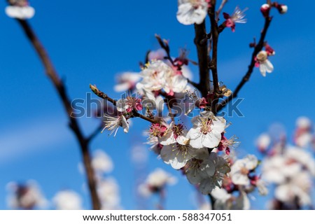 Tree apricot flowers.