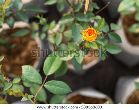 Yellow Rose Bud before Blooming