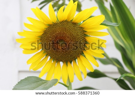 Sunflower closed up image with the insect