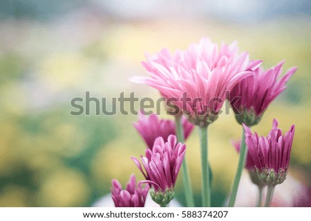 Purple Chrysanthemum Flower in Garden
