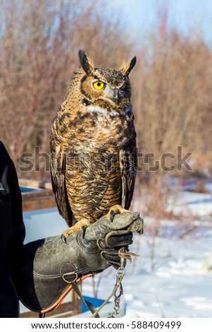The great horned , also known as the tiger or the hoot owl, is a large bird native to the Americas. It is an extremely adaptable bird with vast range and is the most widely distributed true owl