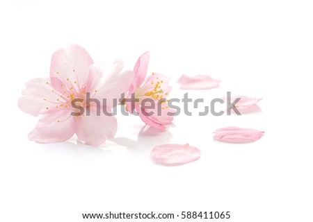 Japanese cherry blossom and petals #2 Royalty-Free Stock Photo #588411065