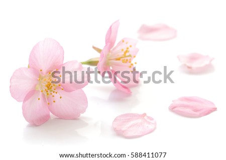 Japanese cherry blossom and petals Royalty-Free Stock Photo #588411077