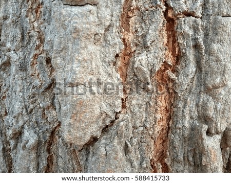 Close up  the bark D