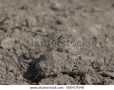 dragonfly in ground