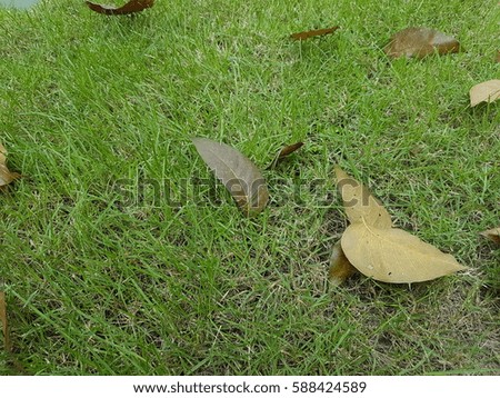 Dry yellow leaves on green grass field texture background with copy space