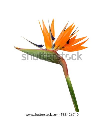 beautiful Strelitzia reginae flower isolated on white background Royalty-Free Stock Photo #588426740
