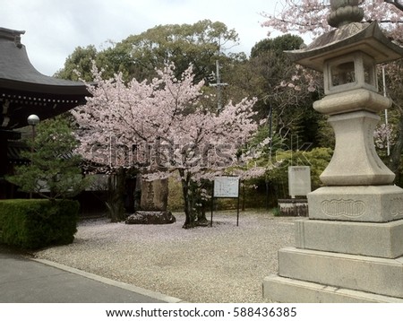 Sakura (Cherry Blossoms) near Fushimi, Kyoto, Japan Royalty-Free Stock Photo #588436385