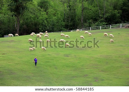 Sheep and shepherd on greenery hill