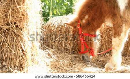 Portrait image of little pony in the grazing farm