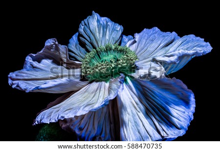 Surrealistic isolated blue silk poppy macro fantasy,black background,fine art still life color flower portrait of a isolated single bloom, detailed texture,vintage painting style