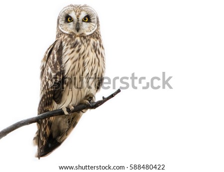 Short Eared Owl Royalty-Free Stock Photo #588480422