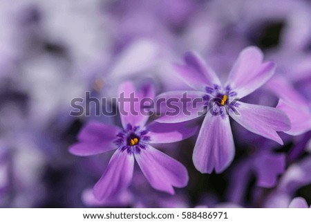 Beautiful spring flowers, nature floral soft background, selective focus