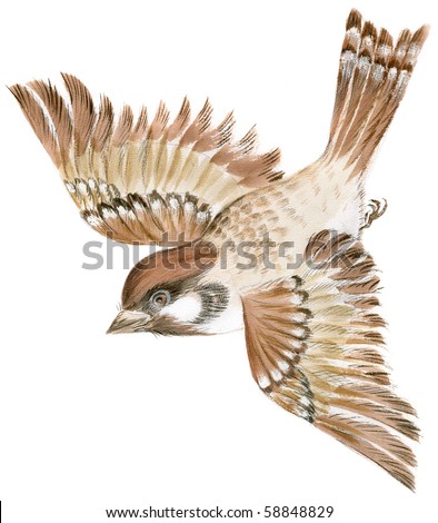 Painting of a sparrow flying in isolation