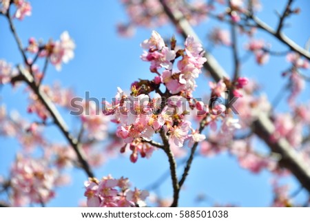 Japanese Apricot - Prunus mume - blossoms are blooming in Saitama, JAPAN, February.
