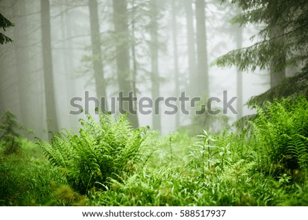 The gloomy pine forest shrouded with thick fog in the morning. Dramatic scene and picturesque picture. Location place Carpathian, Ukraine, Europe. Artistic picture. Discover the world of beauty.
