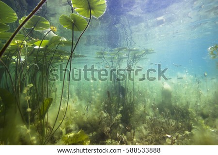 Beautiful yellow Water lily (nuphar lutea) in the clear pound. Underwater shot in the lake. Nature habitat. 