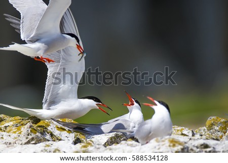 Cute bird tern. Bird nest.
Common Tern Sterna hirundo
