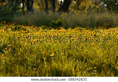 Spring floral background with yellow dandelions flowers in sunny day 