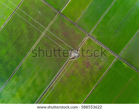 Aerial View - Green Paddy Field from above