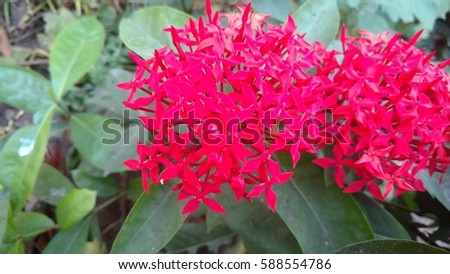 Jungle geranium , ixora coccinea, saraca indica, Ashoka flower