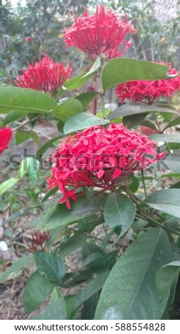 Jungle geranium , ixora coccinea, saraca indica, Ashoka flower