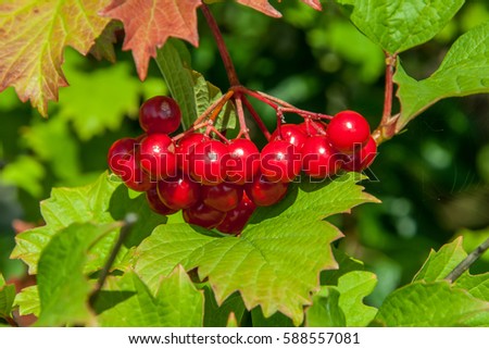beautiful bunch of ripe red berries of Viburnum on a branch bush on a background of green leaves