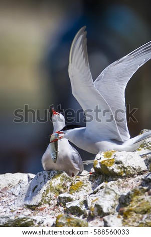 Cute bird tern. Bird nest. Bird mating
Common Tern Sterna hirundo
