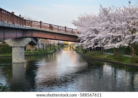 Sakura (cherry blossoms) lining a canal near Fushimi, Kyoto, Japan Royalty-Free Stock Photo #588567611