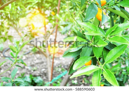Ripe oranges hanging on a tree 
