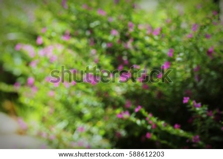 Blurred flowers in the garden