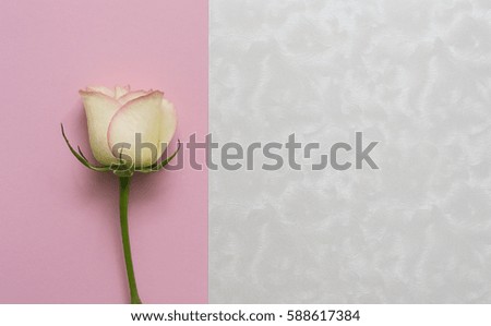 One tender beige rose on white and pink textured background. Top view. Gift card concept.