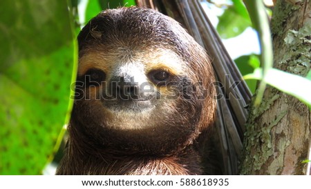 Smiling Sloth Close to the beach, Costa Rica